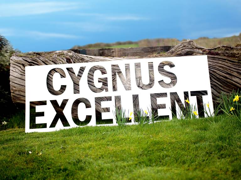 cygnus excellent